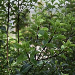 Pittosporum 'Arundel Green' 100-125 cm